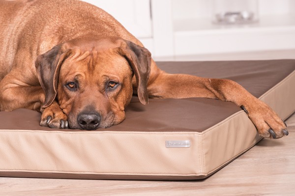 Hundebett Leder Classic